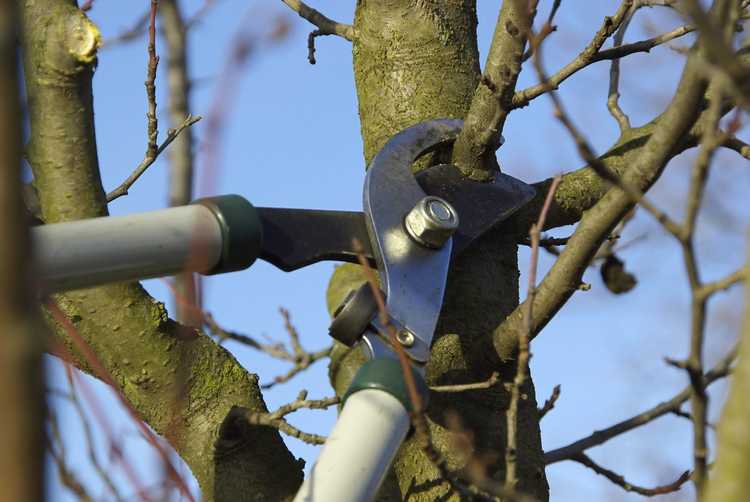 You are currently viewing Taille des arbres fruitiers : comment et quand tailler les arbres fruitiers