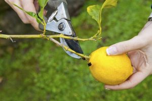 Lire la suite à propos de l’article Taille des citronniers : quel est le meilleur moment pour tailler les citronniers