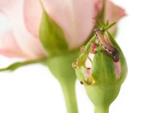 Lire la suite à propos de l’article Tordeuse des bourgeons des roses – Conseils pour lutter contre la tordeuse des bourgeons