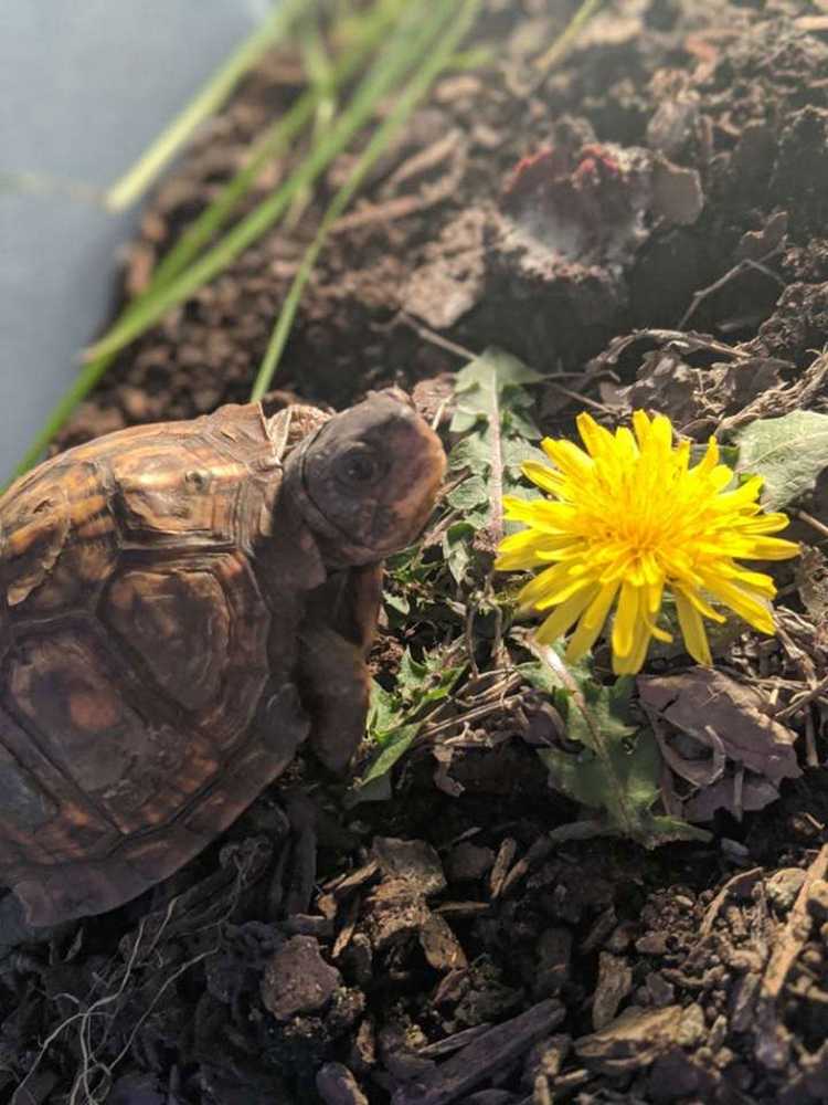 Lire la suite à propos de l’article Végétation sans danger pour les tortues : cultiver des plantes que les tortues peuvent manger