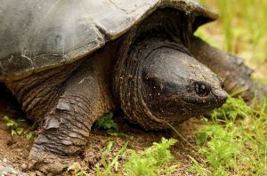 Lire la suite à propos de l’article Contrôler les tortues dans le jardin