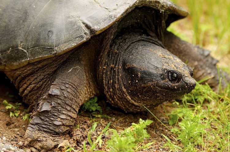 You are currently viewing Contrôler les tortues dans le jardin