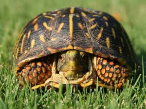 Lire la suite à propos de l’article Plantes toxiques pour les tortues – Découvrez les plantes que les tortues ne devraient pas manger