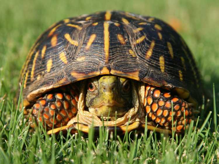 You are currently viewing Plantes toxiques pour les tortues – Découvrez les plantes que les tortues ne devraient pas manger