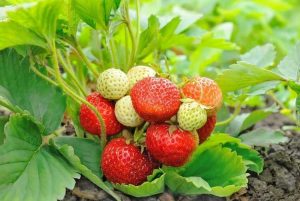 Lire la suite à propos de l’article Plants de fraises persistantes : conseils pour cultiver des fraises persistantes