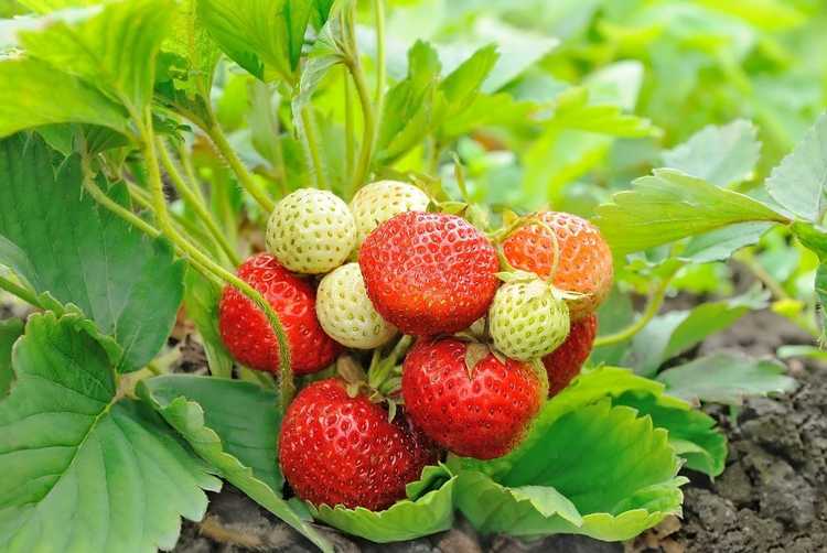You are currently viewing Plants de fraises persistantes : conseils pour cultiver des fraises persistantes