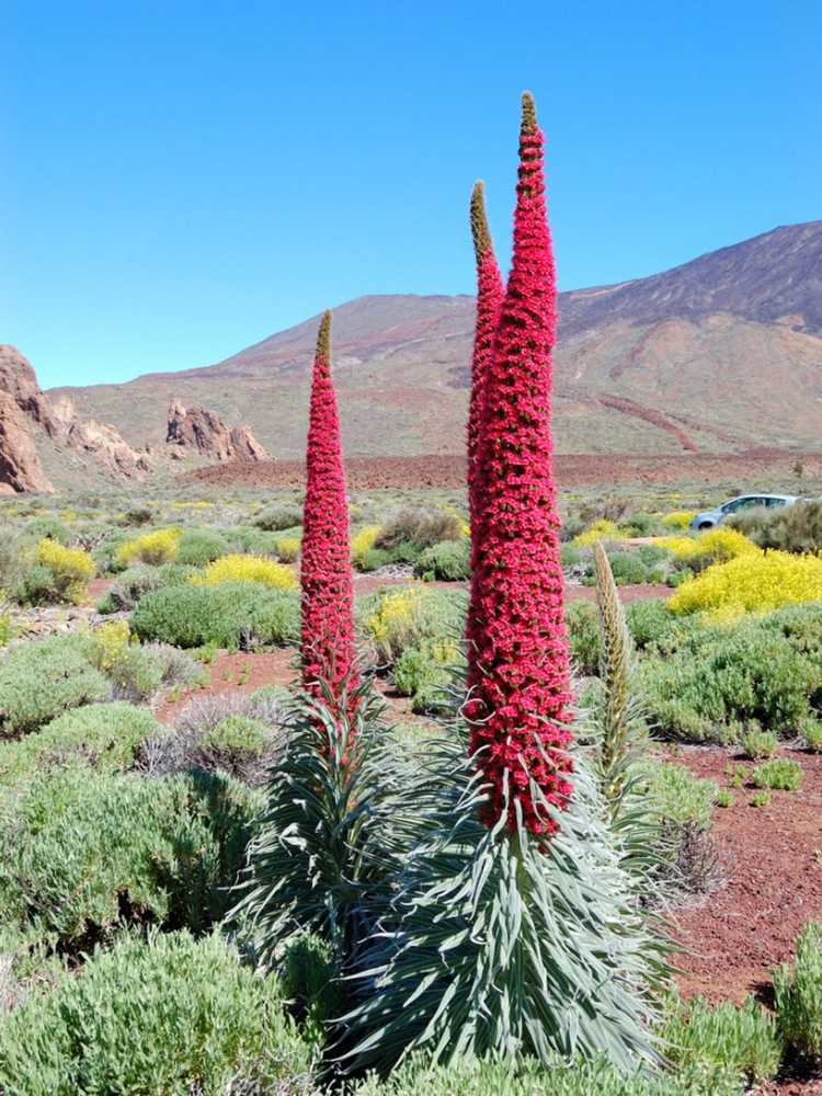 Lire la suite à propos de l’article Echium Tower of Jewels Flower: Conseils pour cultiver des plantes Tower Of Jewels