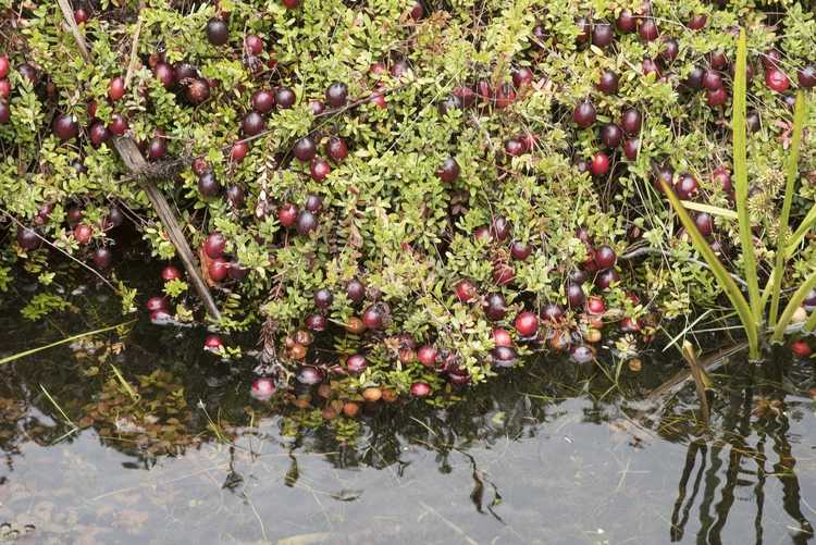 You are currently viewing Qu'est-ce qu'une tourbière à canneberges – Les canneberges poussent-elles sous l'eau