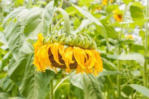 Lire la suite à propos de l’article Réparer les tournesols tombants : comment empêcher les tournesols de tomber