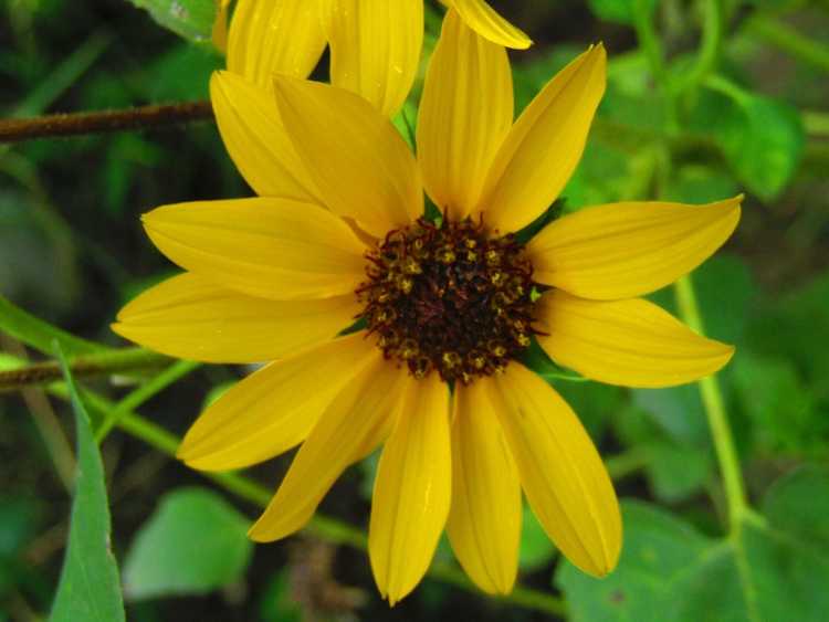 You are currently viewing Tournesol vivace Helianthus : soins et culture du tournesol vivace