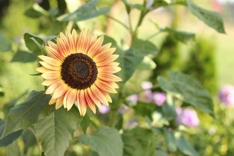 You are currently viewing Cultivars communs de tournesol – Différents types de tournesols pour le jardin