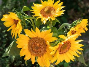 Lire la suite à propos de l’article Tournesols de fin de saison – Pouvez-vous planter des tournesols à la fin de l’été