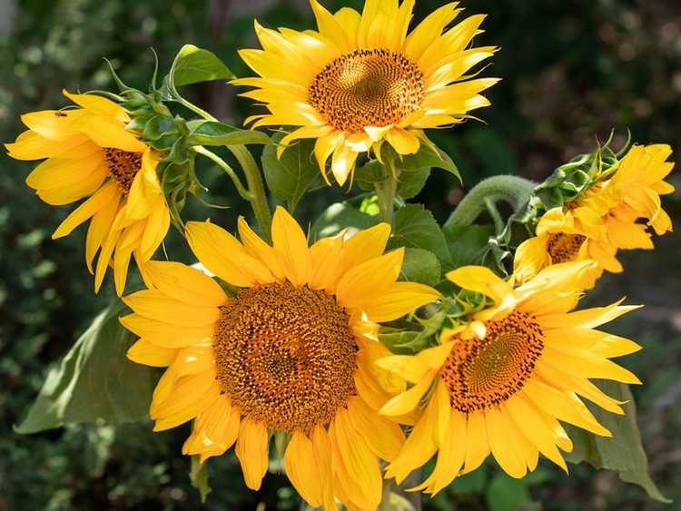 You are currently viewing Tournesols de fin de saison – Pouvez-vous planter des tournesols à la fin de l’été