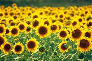 Lire la suite à propos de l’article Mauvaises herbes et tournesols : les tournesols limitent-ils les mauvaises herbes dans le jardin