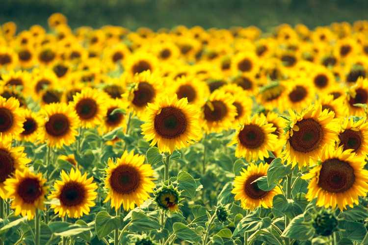 You are currently viewing Mauvaises herbes et tournesols : les tournesols limitent-ils les mauvaises herbes dans le jardin