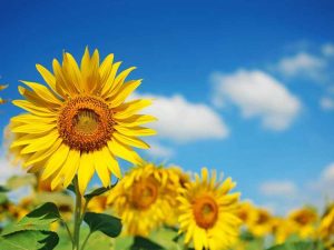 Lire la suite à propos de l’article Mon tournesol est-il un tournesol annuel ou vivace