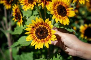 Lire la suite à propos de l’article Que sont les tournesols sans pollen : variétés populaires de tournesol sans pollen