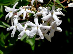 Lire la suite à propos de l’article Le jasmin étoilé est-il bon pour les haies – En savoir plus sur la culture d'une haie de jasmin