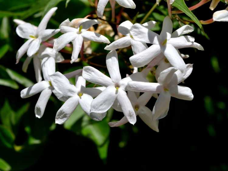 You are currently viewing Le jasmin étoilé est-il bon pour les haies – En savoir plus sur la culture d'une haie de jasmin