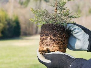 Lire la suite à propos de l’article Conseils simples pour transplanter facilement des cèdres