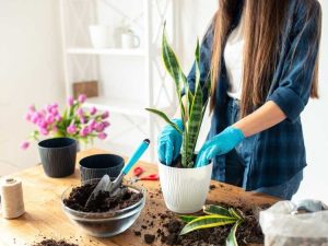 Lire la suite à propos de l’article Conseils pour transplanter une plante serpent