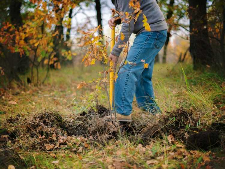 Lire la suite à propos de l’article Comment transplanter des arbres dans les bois