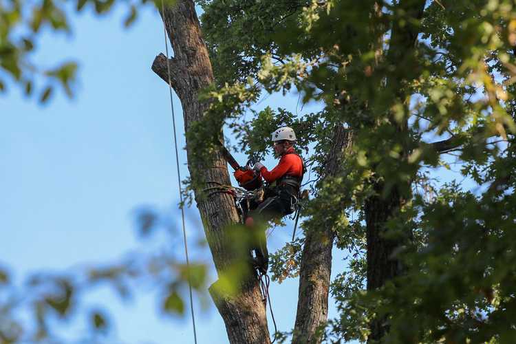 You are currently viewing Enlèvement d’arbres professionnel – Quand appeler des professionnels de l’abattage d’arbres