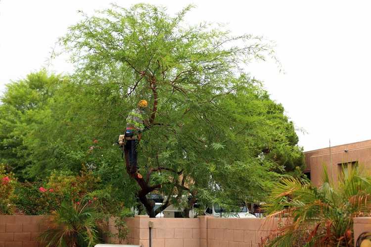 You are currently viewing Taille des arbres Mesquite : Apprenez quand tailler un arbre Mesquite