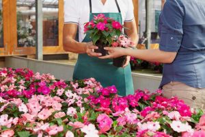 Lire la suite à propos de l’article Les petites pépinières sont-elles meilleures : raisons d'acheter dans votre centre de jardinage local