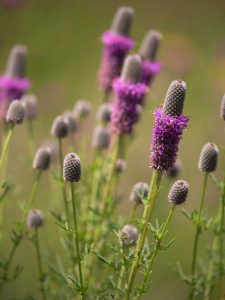 Lire la suite à propos de l’article Informations sur le trèfle des prairies : Cultiver du trèfle violet des prairies dans les jardins