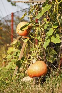 Lire la suite à propos de l’article Planter une citrouille sur un treillis : conseils pour fabriquer un treillis de citrouille