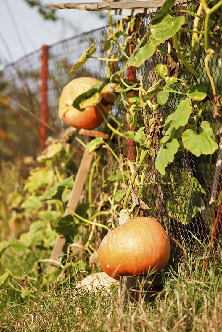 You are currently viewing Planter une citrouille sur un treillis : conseils pour fabriquer un treillis de citrouille