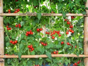 Lire la suite à propos de l’article Treillis de tomates arqué – Comment faire une arche de tomates