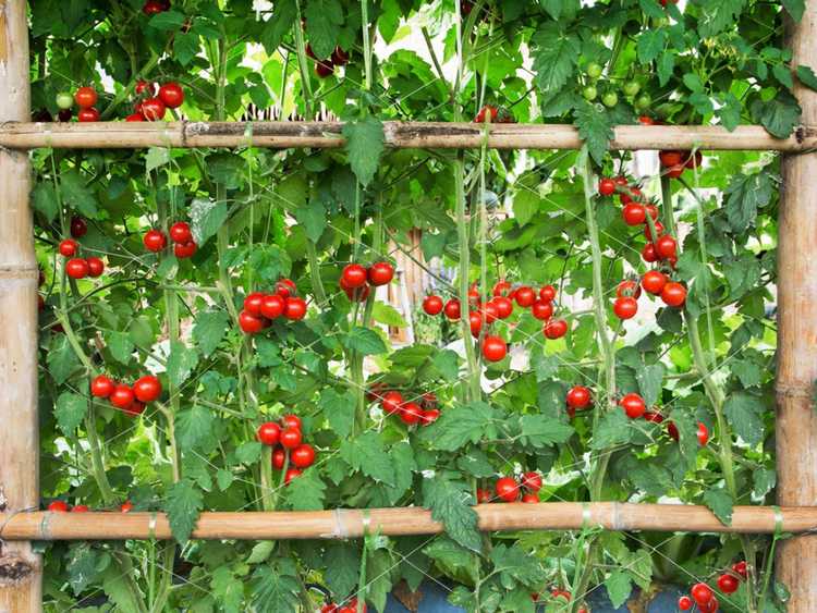 You are currently viewing Treillis de tomates arqué – Comment faire une arche de tomates