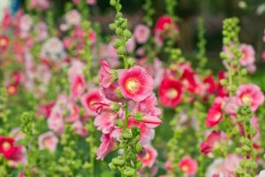 Lire la suite à propos de l’article Enlèvement des fleurs de rose trémière : les roses trémières doivent-elles être impassibles