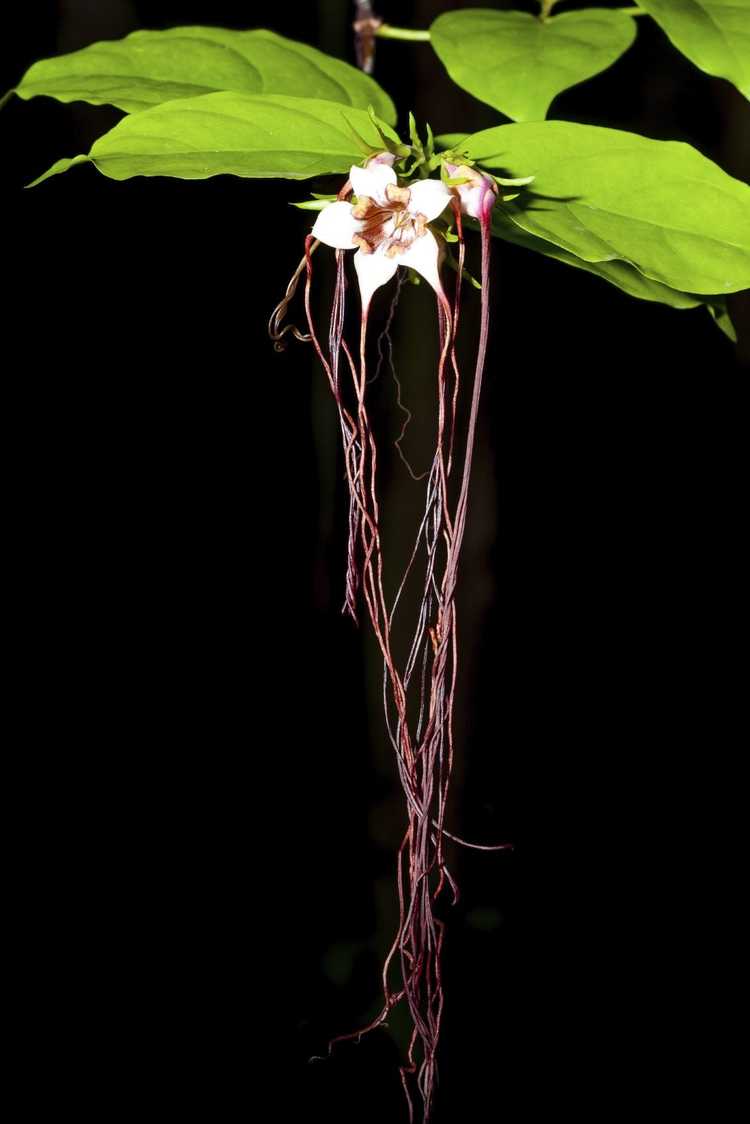 Lire la suite à propos de l’article Entretien des plantes Strophanthus : Comment faire pousser des tresses d'araignées