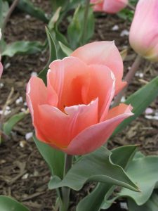 Lire la suite à propos de l’article Guide d'entretien des tulipes Triumph : conseils pour planter des tulipes Triumph