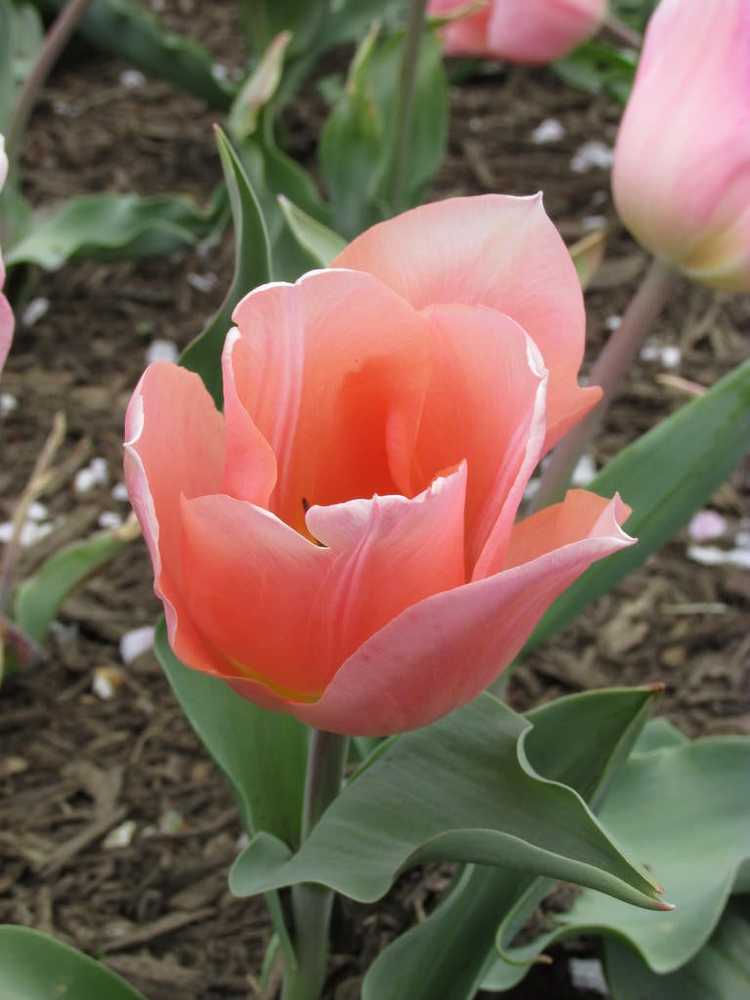 You are currently viewing Guide d'entretien des tulipes Triumph : conseils pour planter des tulipes Triumph