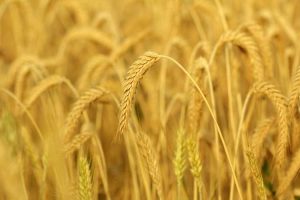 Lire la suite à propos de l’article Qu'est-ce que le triticale – Apprenez à cultiver des cultures de couverture de triticale