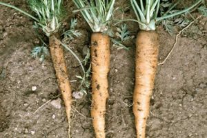 Lire la suite à propos de l’article Gestion des jaunes d'aster des carottes – En savoir plus sur les jaunes d'aster dans les cultures de carottes