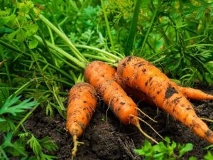 Lire la suite à propos de l’article Récolte de légumes d'automne : cueillir des légumes à l'automne