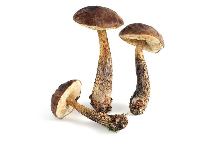 You are currently viewing Informations sur les champignons mycorhiziens – Avantages des champignons mycorhiziens dans le sol