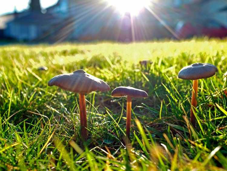 Lire la suite à propos de l’article Éliminez les champignons dans votre pelouse