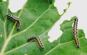 Lire la suite à propos de l’article Comment prévenir les chenilles : contrôler les chenilles dans le jardin