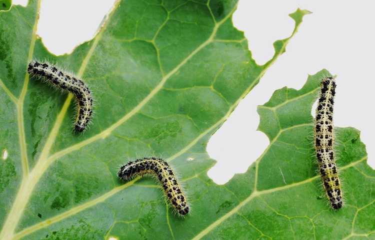 Lire la suite à propos de l’article Comment prévenir les chenilles : contrôler les chenilles dans le jardin