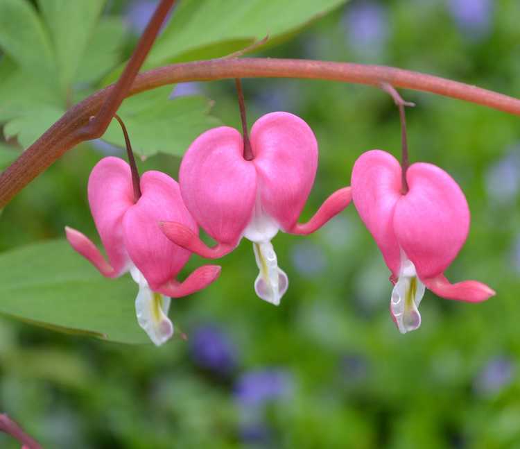 You are currently viewing Changement de couleur du cœur saignant – Les fleurs du cœur saignant changent-elles de couleur