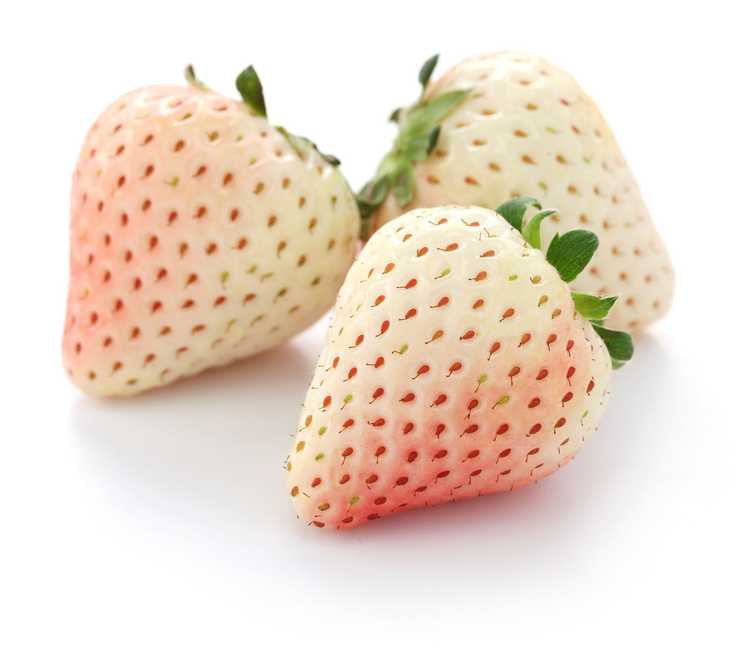 You are currently viewing Plants de fraises blanches : conseils pour cultiver des fraises blanches