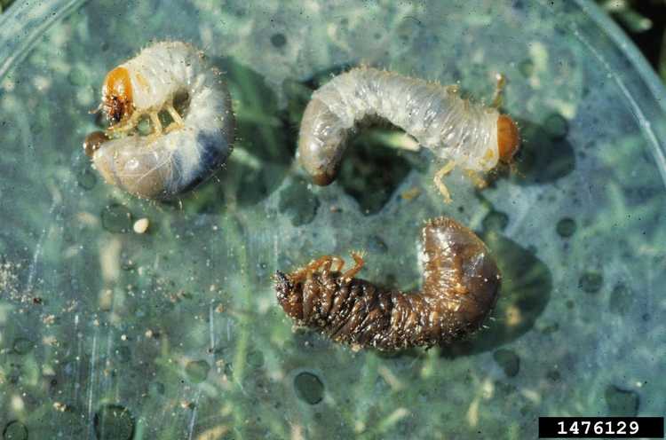 You are currently viewing Nématodes bénéfiques de l'iris : utilisation de nématodes pour les infestations de foreurs de l'iris