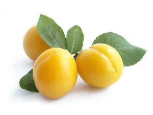 Lire la suite à propos de l’article Entretien des prunes mirabelles : comment planter des pruniers mirabelles