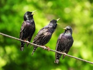 Lire la suite à propos de l’article Protection des oiseaux des semis : comment empêcher les oiseaux de manger des semis